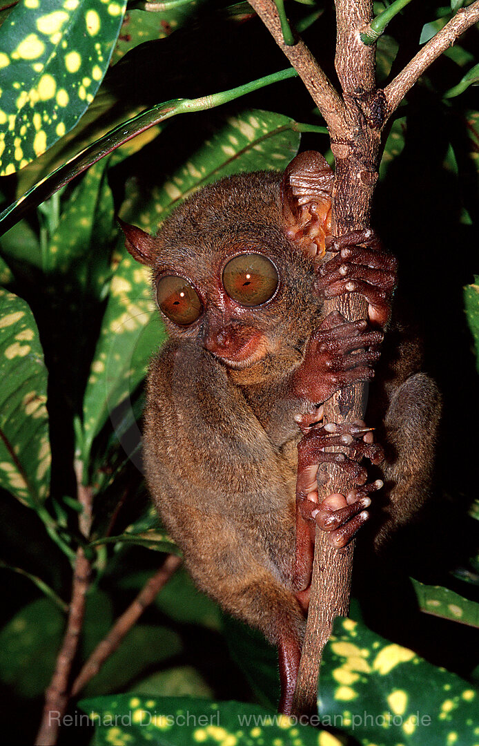 Philippine tarsier, Tarsius syrchta, Bohol, Philippines Island, Philippines