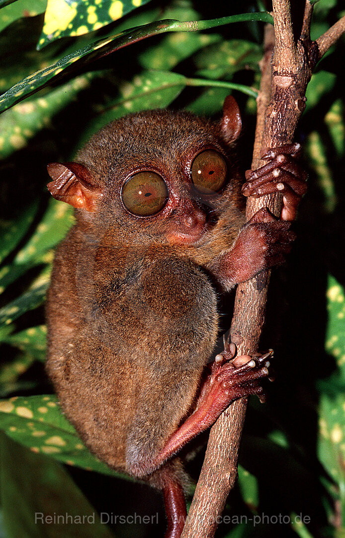 Philippinischer Tarsier, Koboldmaki