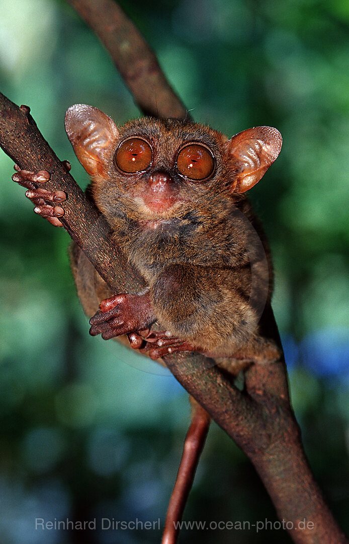 Philippine tarsier, Tarsius syrchta, Bohol, Philippines Island, Philippines