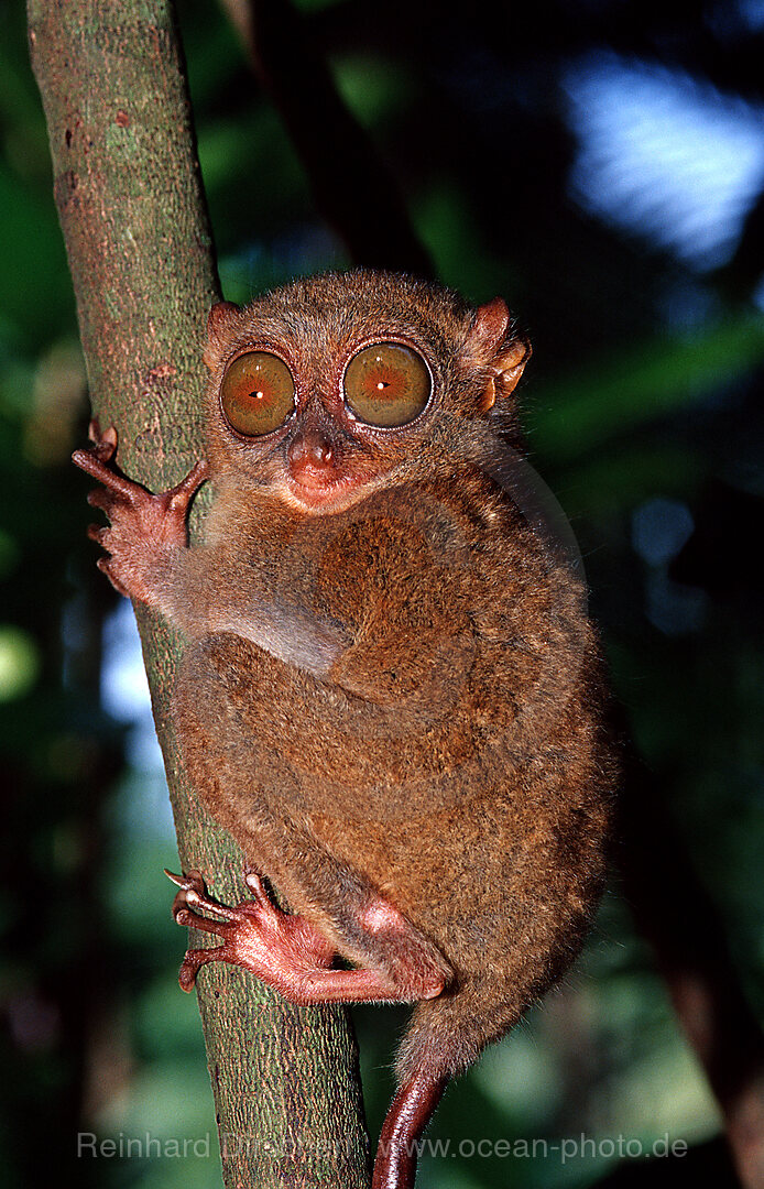 Philippine tarsier