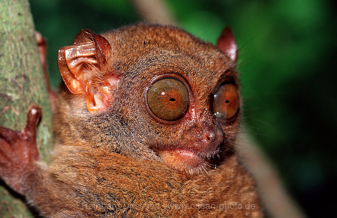 Philippine tarsier, Tarsius syrchta, Bohol, Philippines Island, Philippines