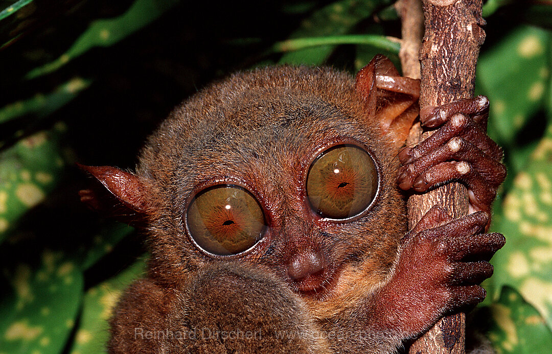 Philippinischer Tarsier, Koboldmaki, Tarsius syrchta, Philippineninsel, Bohol, Philippinen