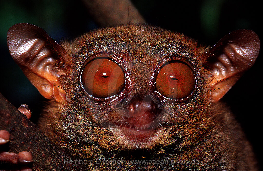 Philippinischer Tarsier, Koboldmaki, Tarsius syrchta, Philippineninsel, Bohol, Philippinen