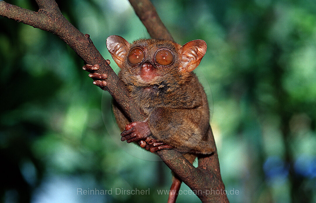 Philippinischer Tarsier, Koboldmaki