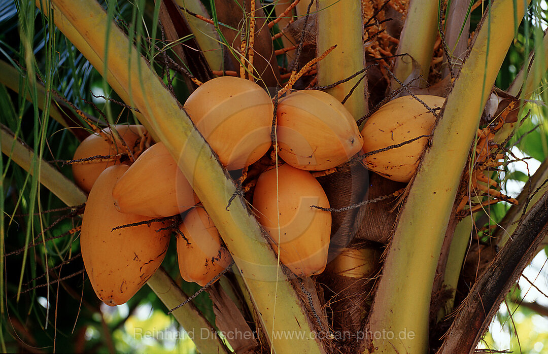 Kokosnuesse an Kokosnusspalme, Philippineninsel, Bohol, Philippinen