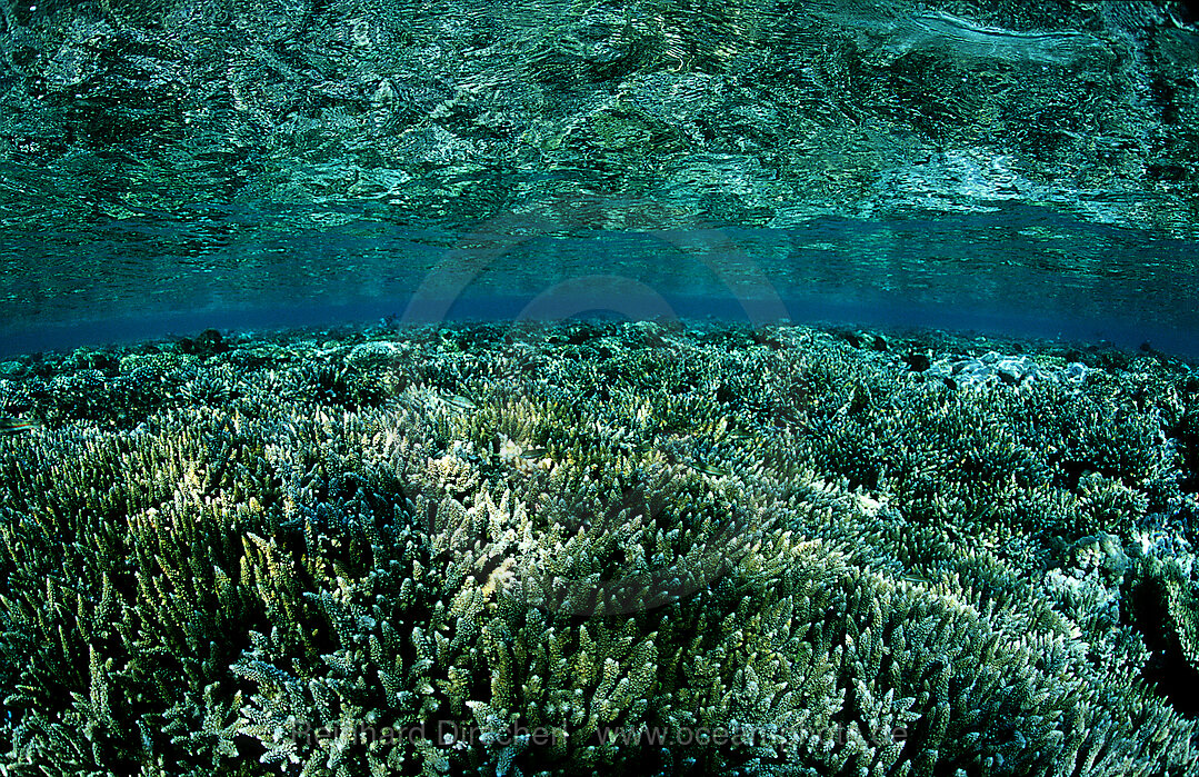 Stone coral reef near the surface, reef top