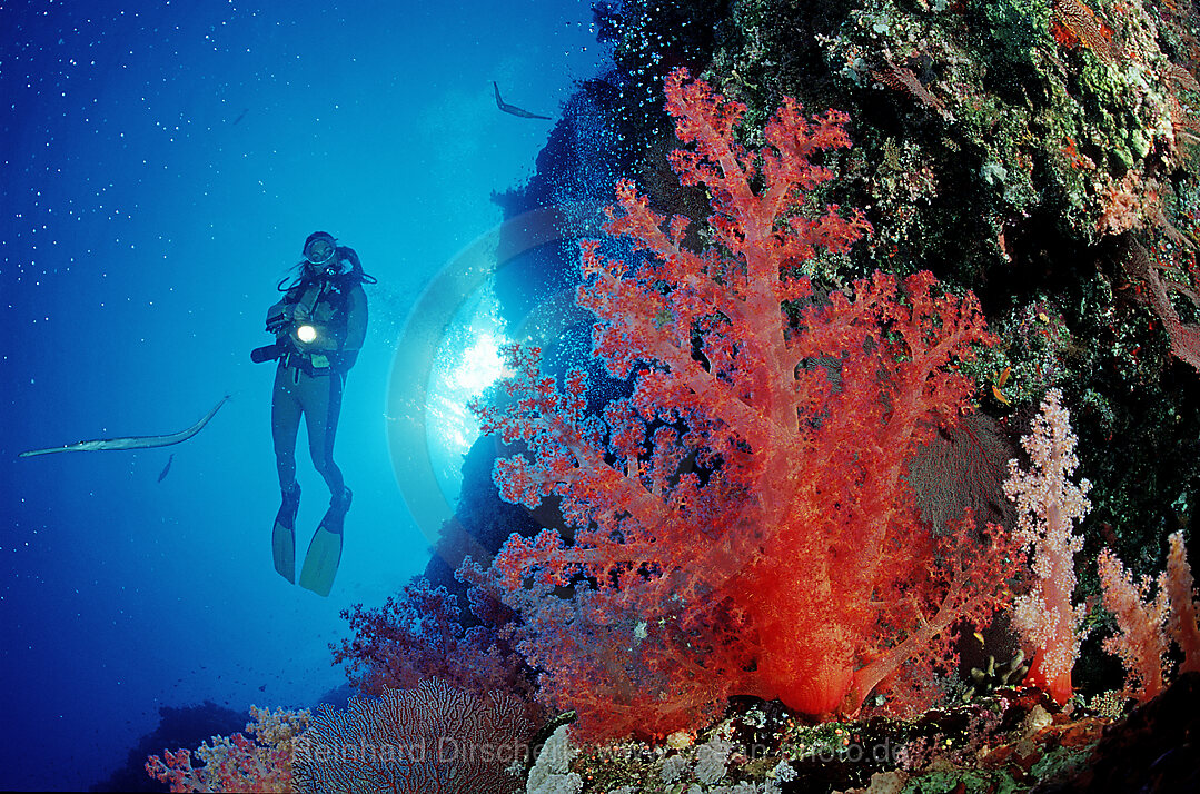 Taucher und Korallenriff, Rotes Meer, Sinai, gypten, Aegypten