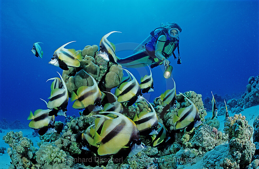 Rotmeer-Wimpelfisch und Taucher, Hiniochus intermedius, Rotes Meer, Hurghada, gypten, Aegypten