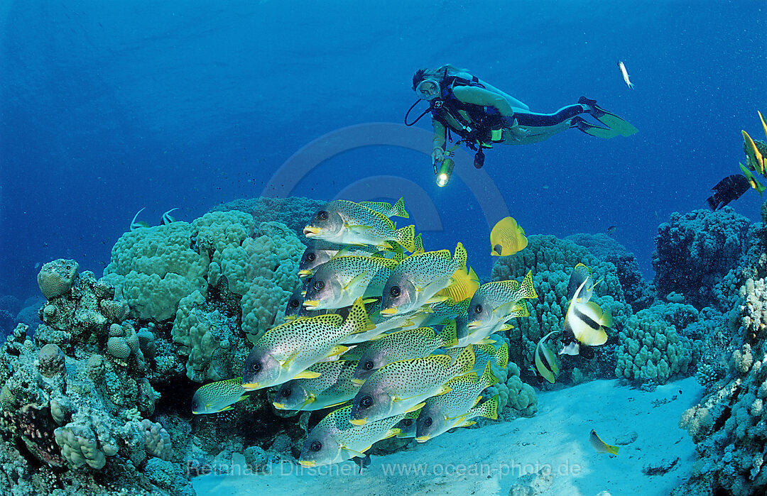 Schwarzgepunktete Suesslippe und Taucher, Plectorhynchus gaterinus, Rotes Meer, Hurghada, gypten, Aegypten