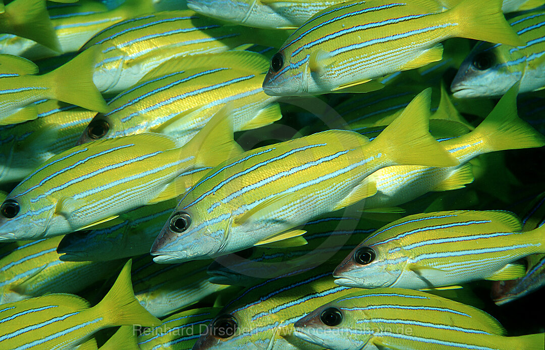 Fuenfstreifen-Schnapper, Lutjanus quinquelineatus, Indischer Ozean, Ari Atoll, Maayafushi, Malediven