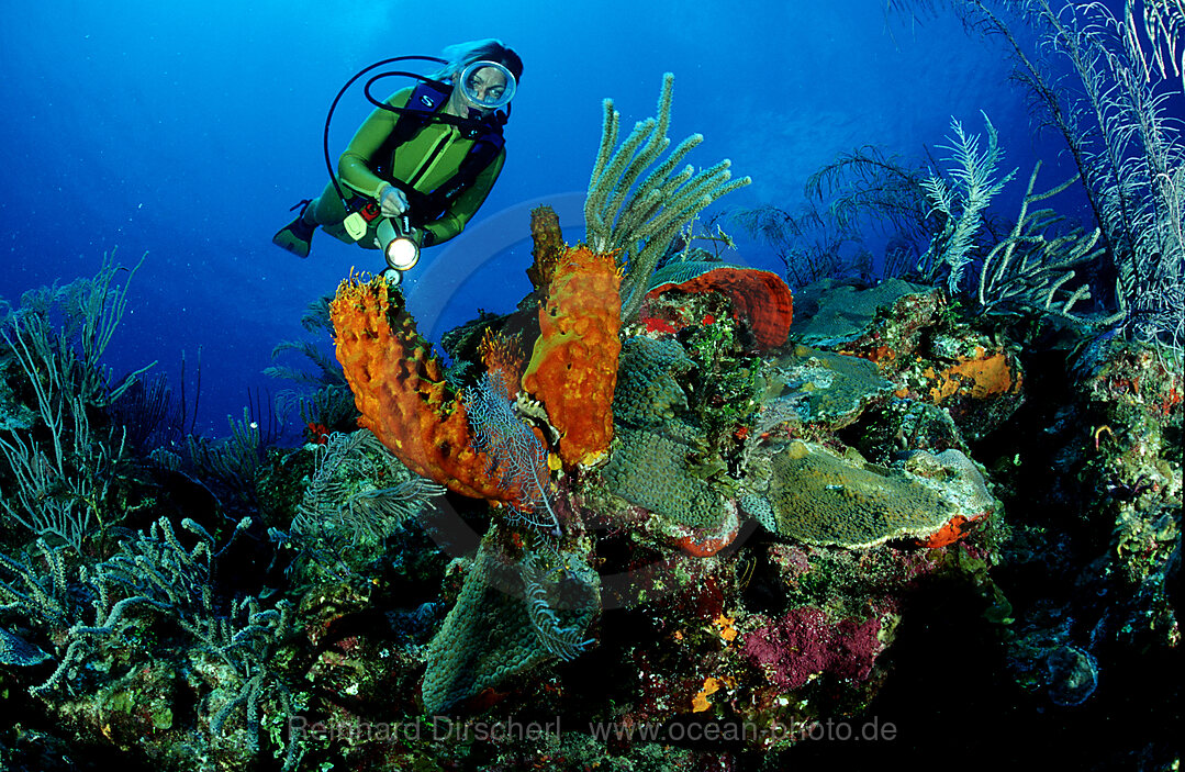 caribbean reef and scuba diver