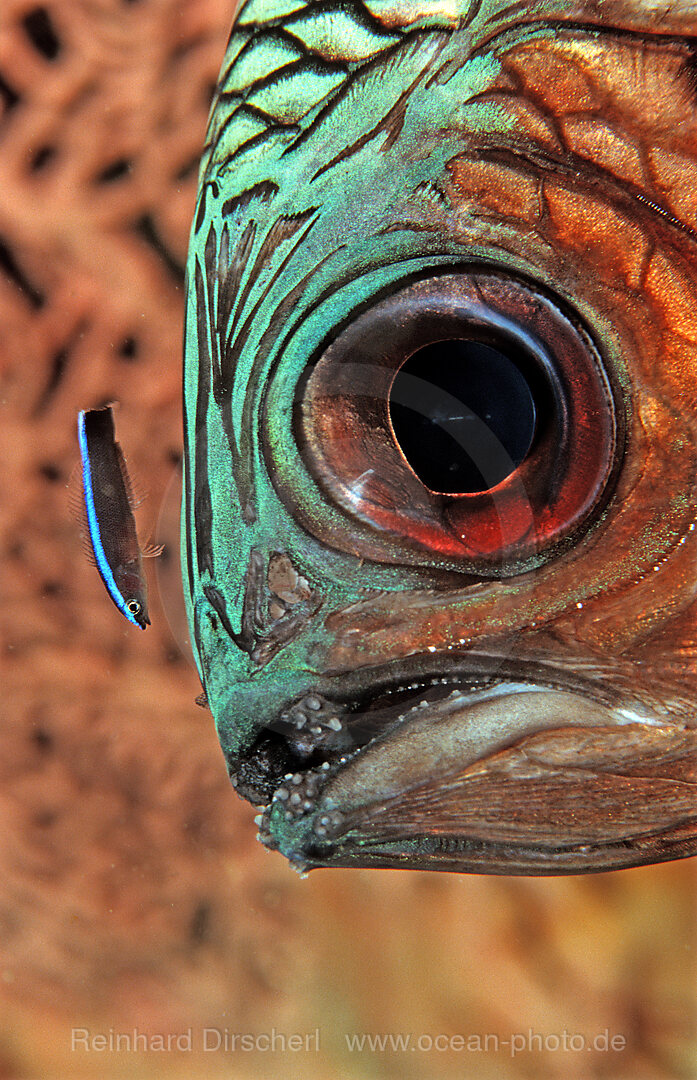 Bronze soldierfish and Cleaner wrasse
