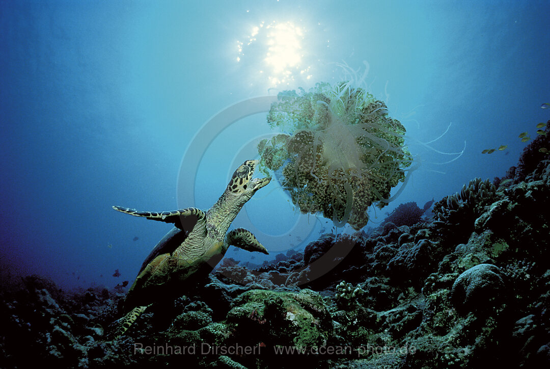 Karett-Meeresschildkroete frisst Qualle, Eretmochelys imbricata, Indischer Ozean, Ari Atoll, Malediven