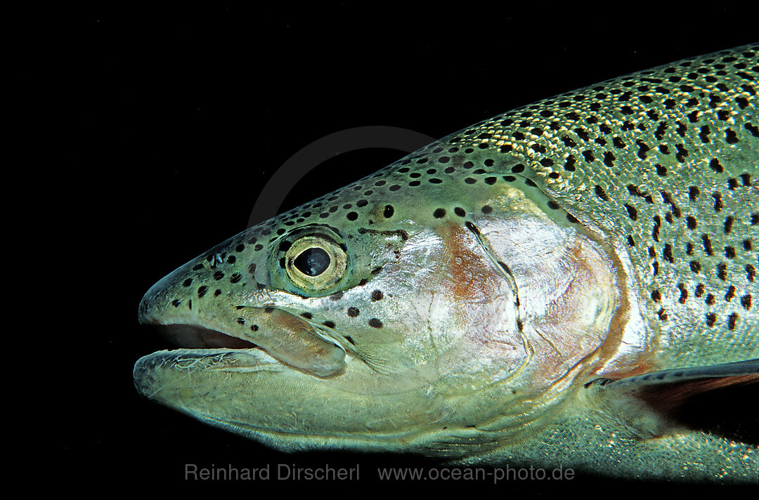 rainbow trout