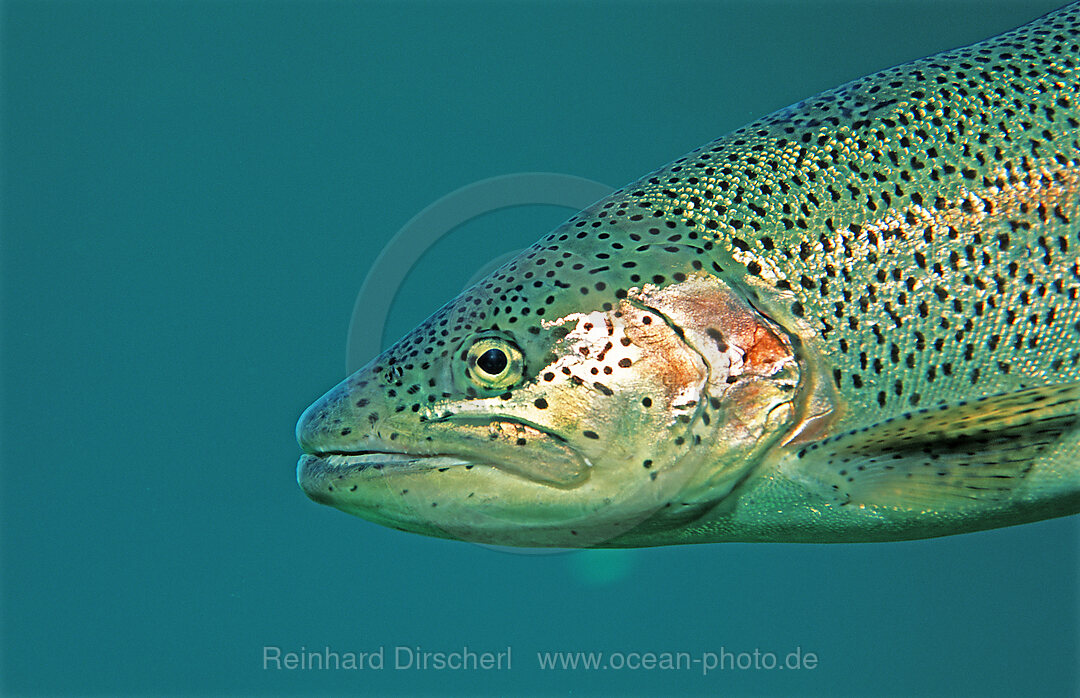 Regenbogenforelle