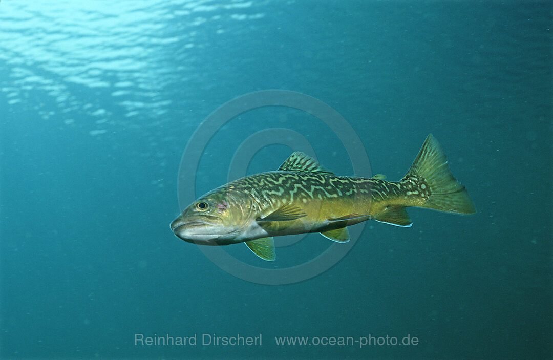 Tigerfisch, Tigerfish, Bayern, Deutschland