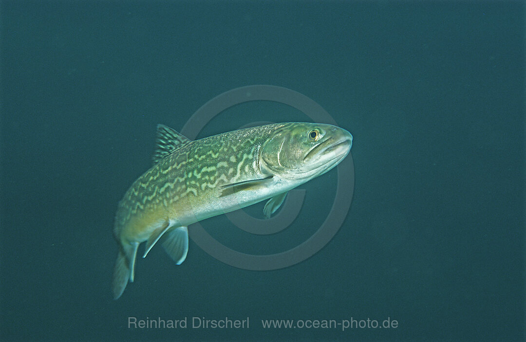 Tigerfisch