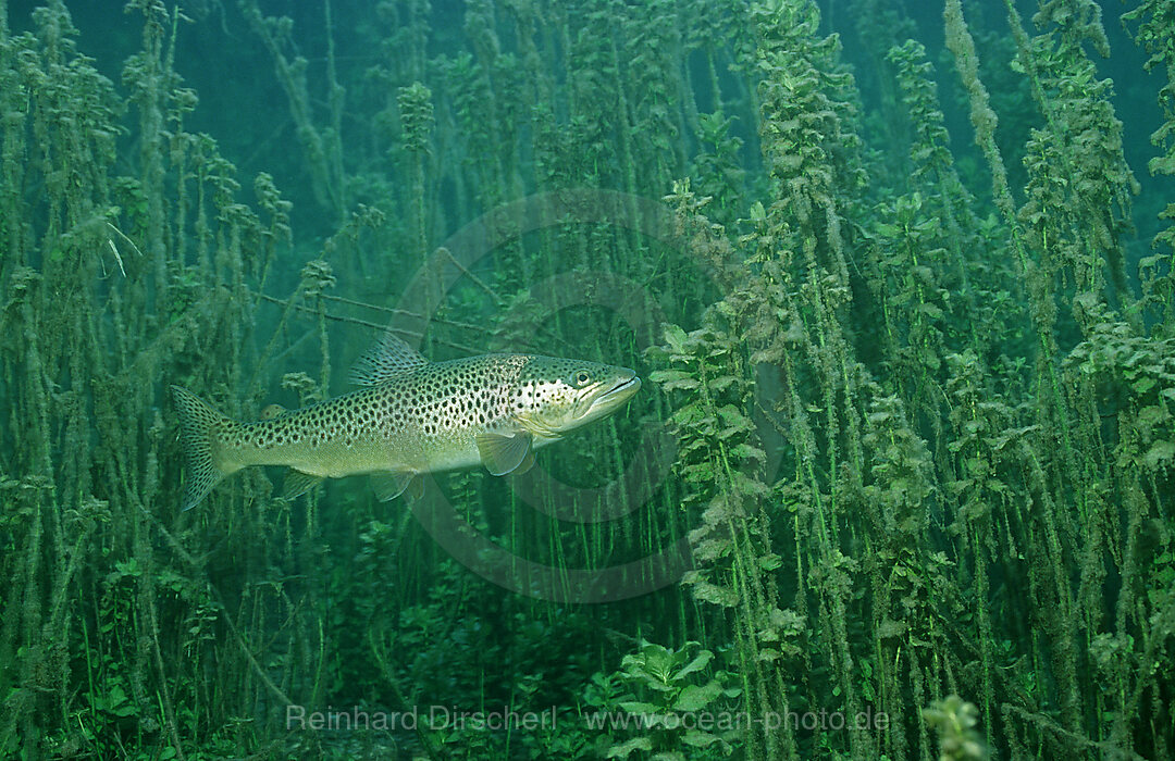Trout