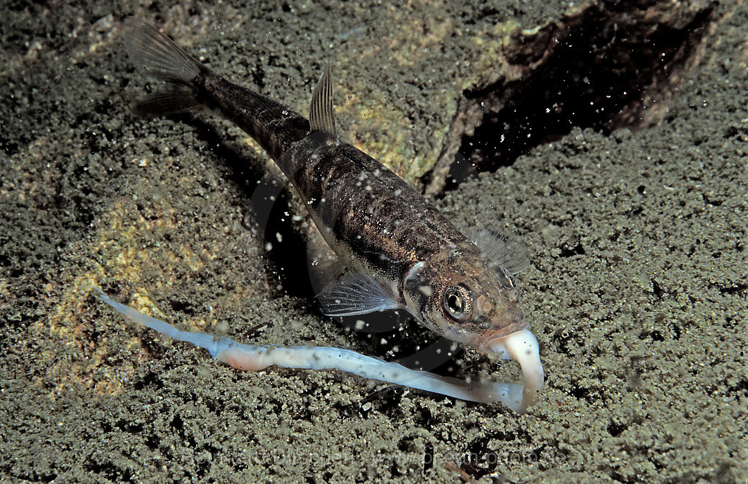 Minnow eating worm, Phoxinus phoxinus, Grundlsee, Austria