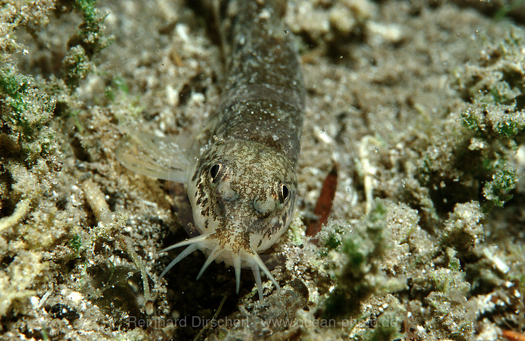 Schmerle