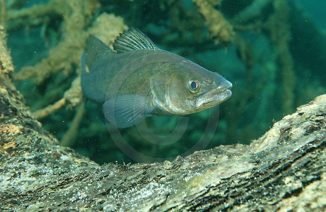 pikeperch watching spawn