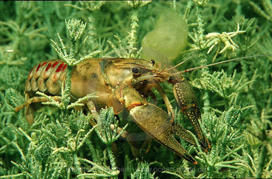 Flusskrebs, Flusskrebs, Orconectes limosus, Kaernten, Weiensee, sterreich, Oesterreich