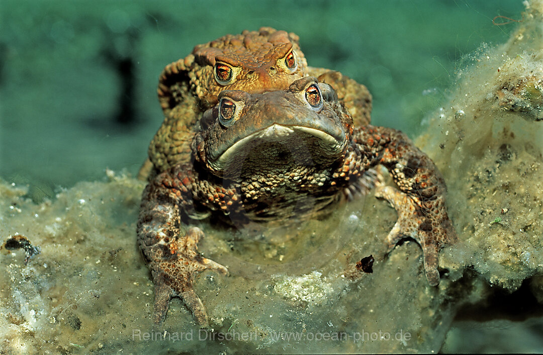 Erdkroetenpaarung, Bufo bufo, Bayern, Deutschland