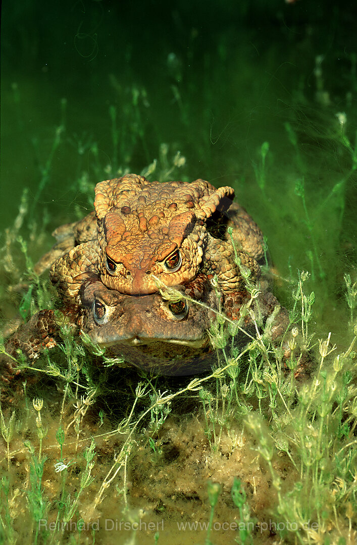 Mating toads, Bufo bufo, Bavaria, Germany