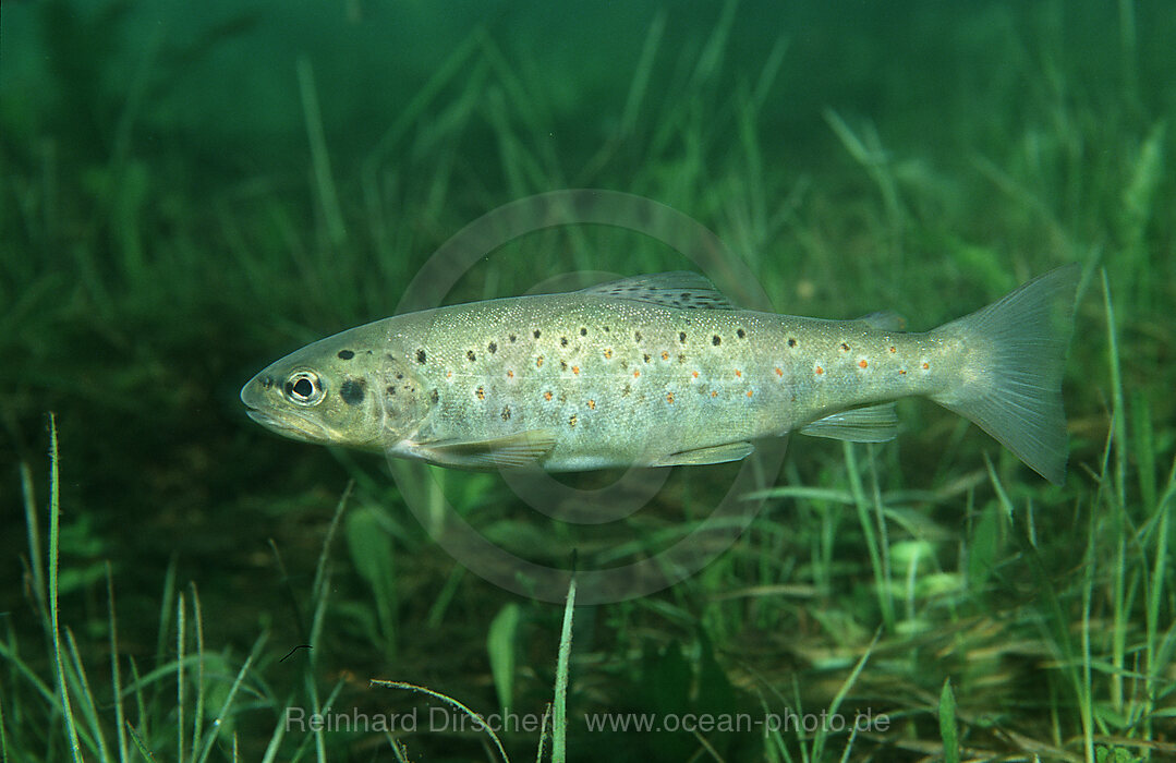 Trout, Salmo trutta, Fernsteinsee, Tirol, Austria