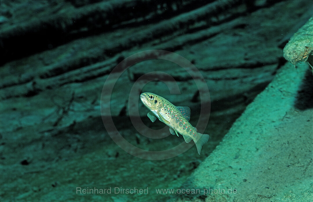 Trout, Salmo trutta, Fernsteinsee, Tirol, Austria