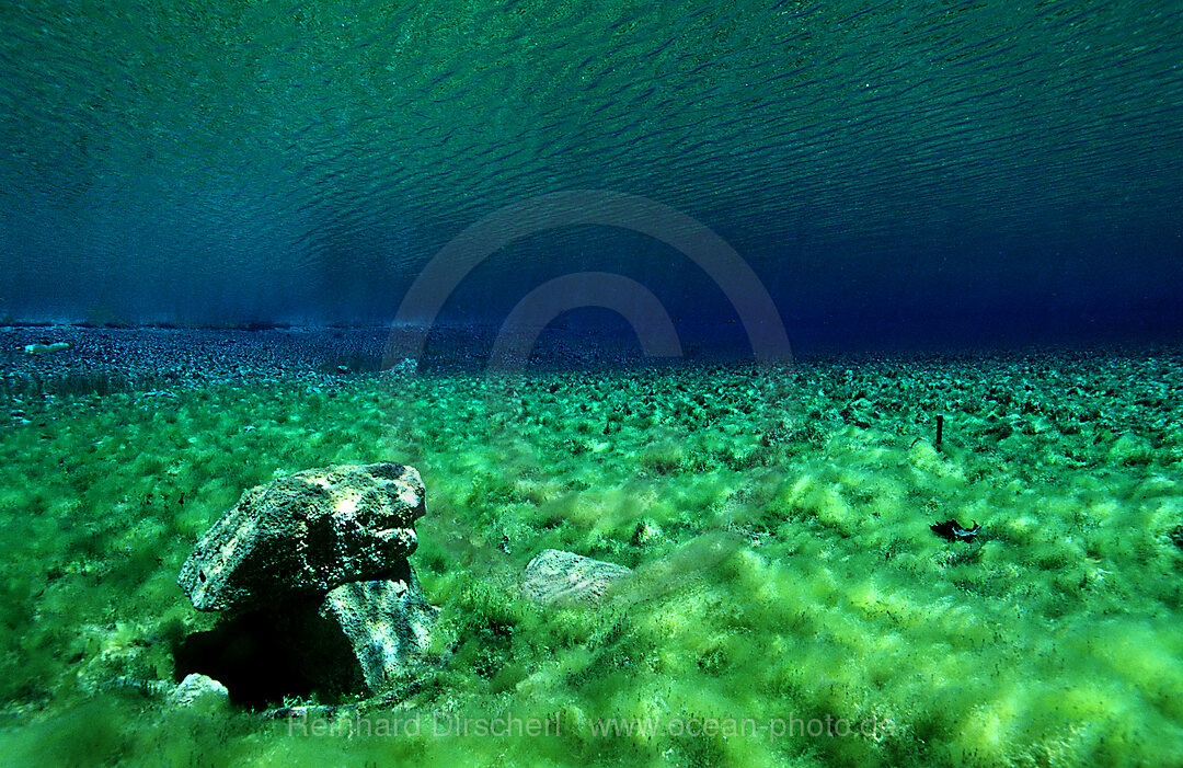 spring, mountain spring, mountain lake, Tirol, Austria