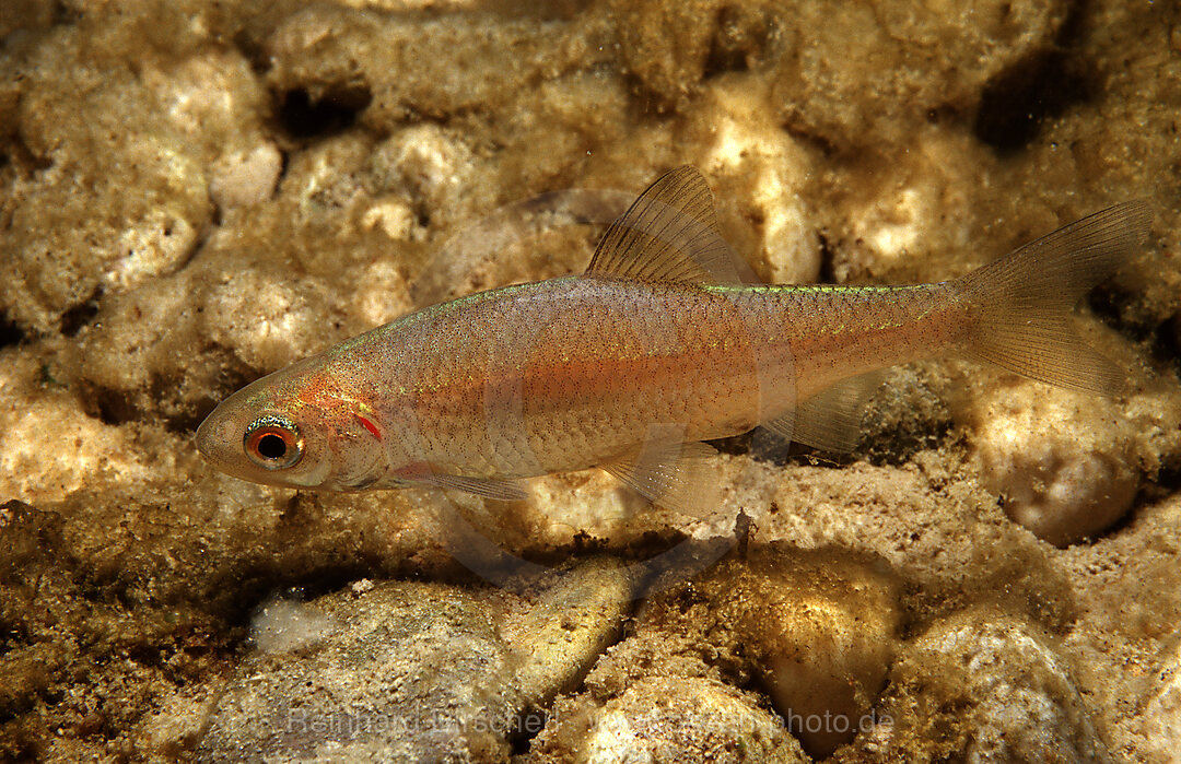 Junger Doebel, Doebel, Aitel, Leuciscus cephalus, Bayern, Deutschland