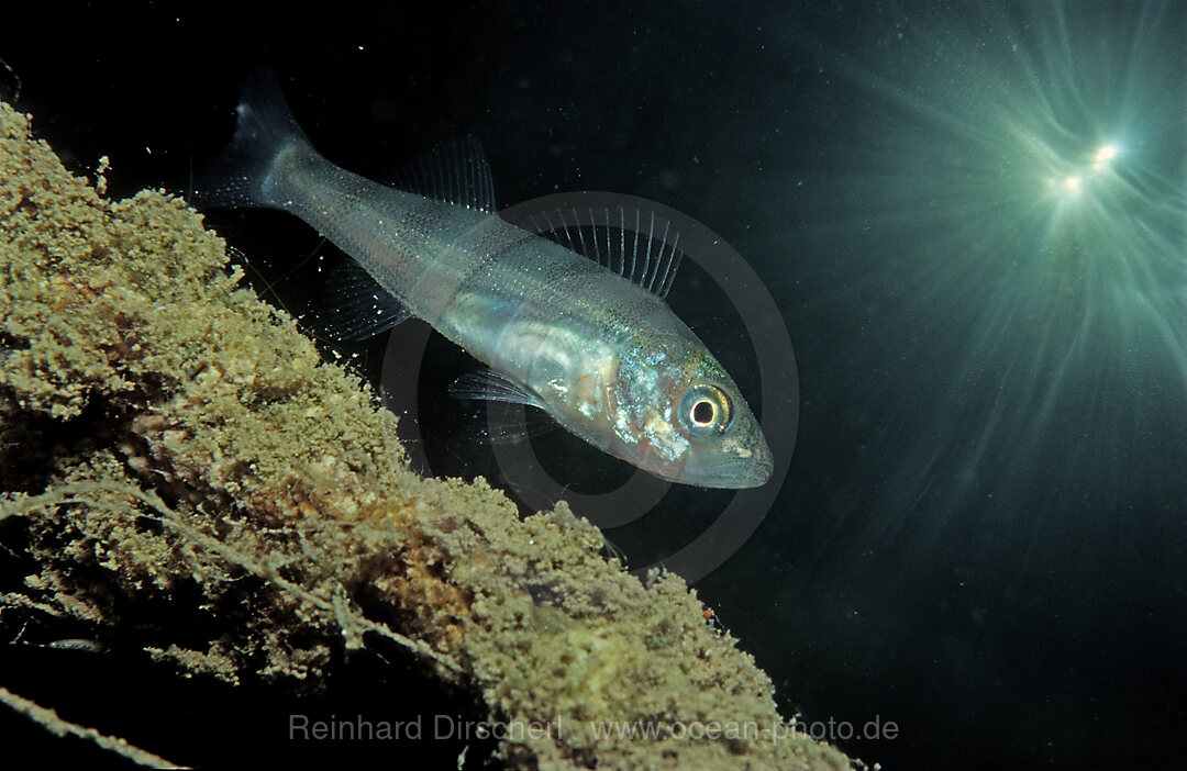 perch, Perca flluviatilis, Bavaria, Starnberger See, Germany