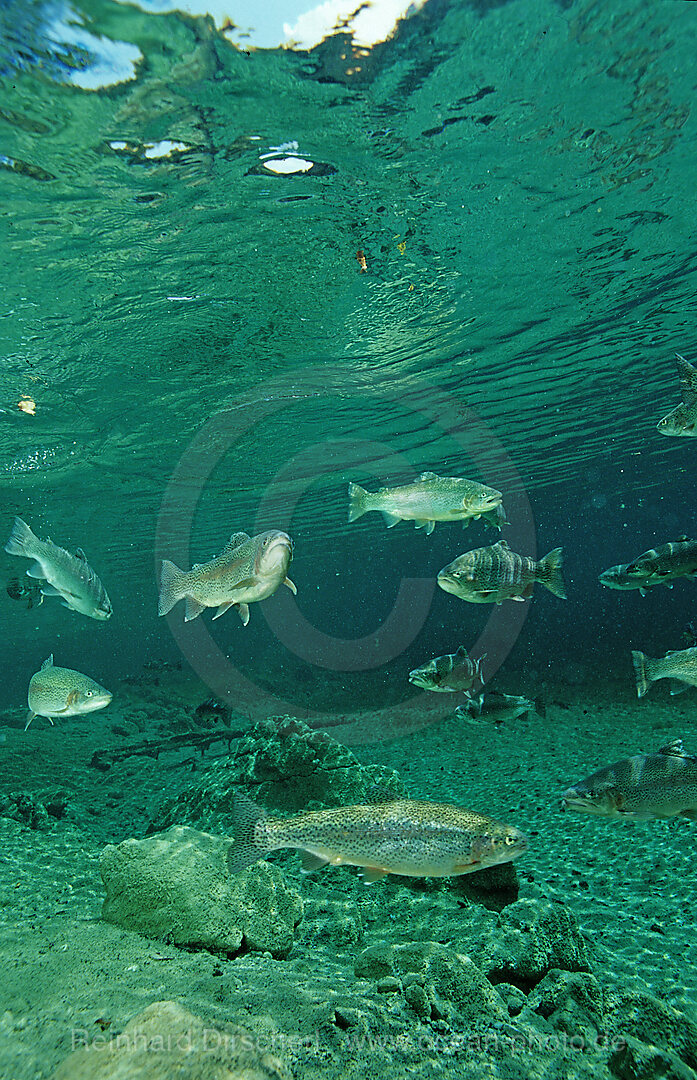rainbow trout
