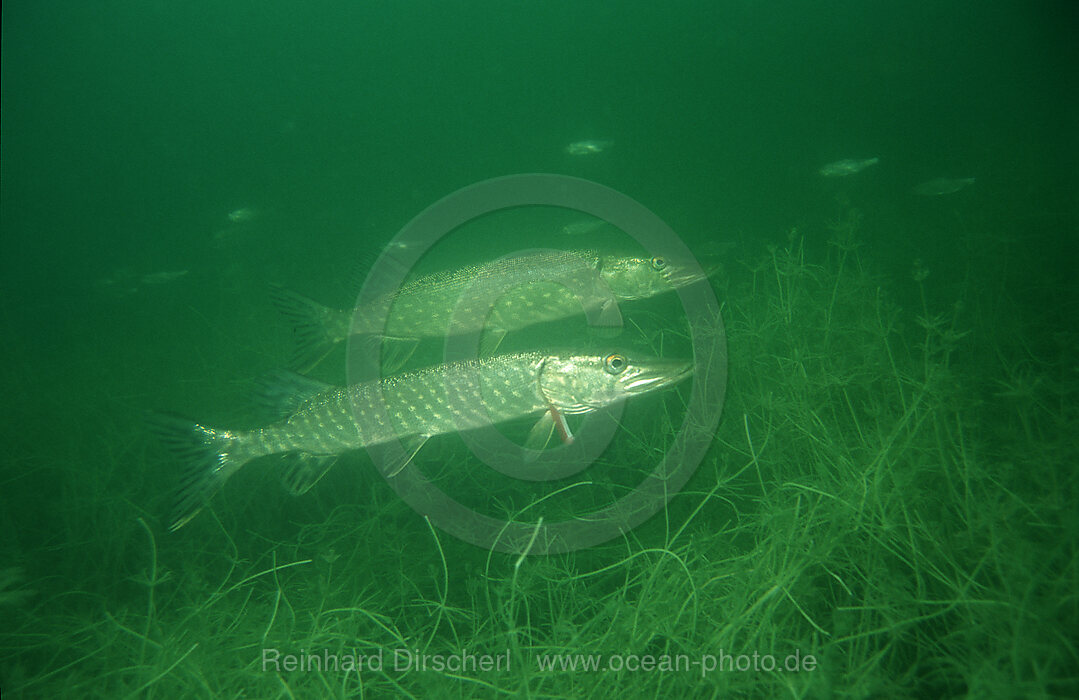 Hecht, Esox lucius, Bayern, Deutschland