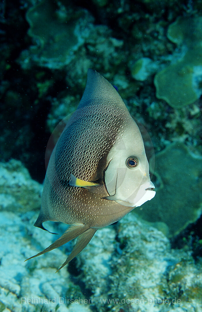 Grauer Kaiserfisch