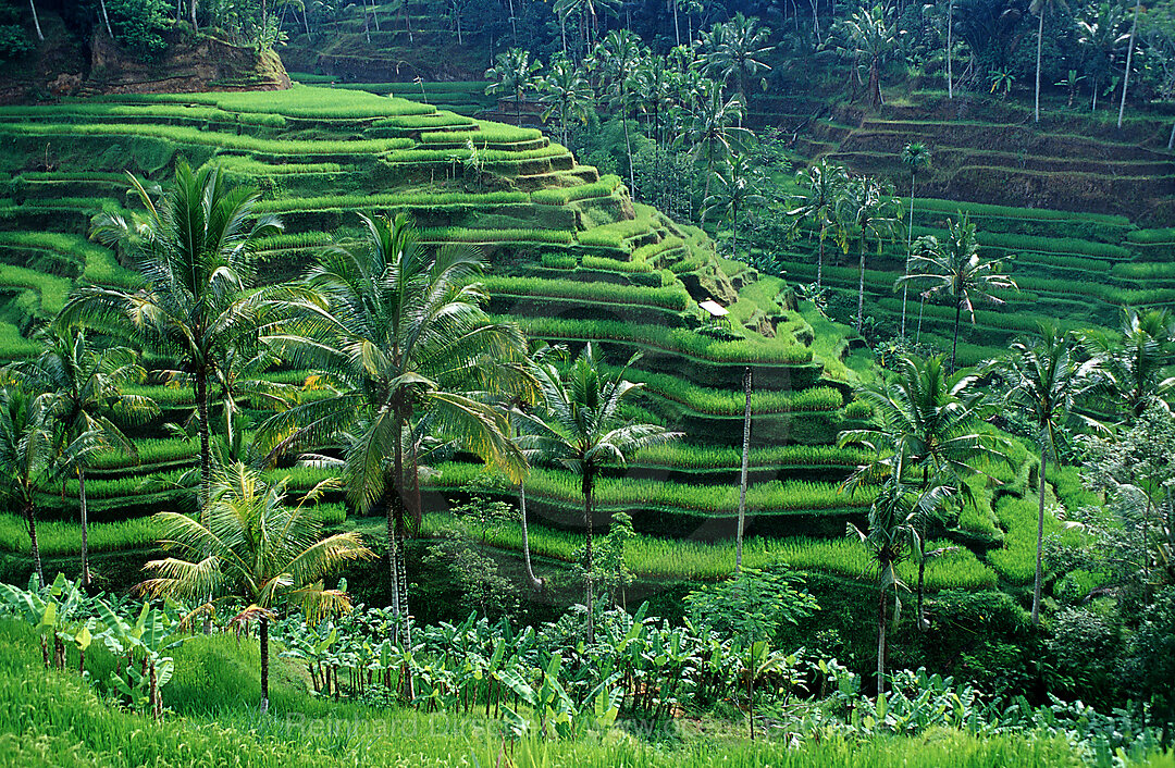 Reisfeld, Bali, Indonesien