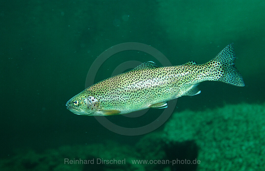 Regenbogenforelle, Oncorhynchus mykiss, Bayern, Deutschland