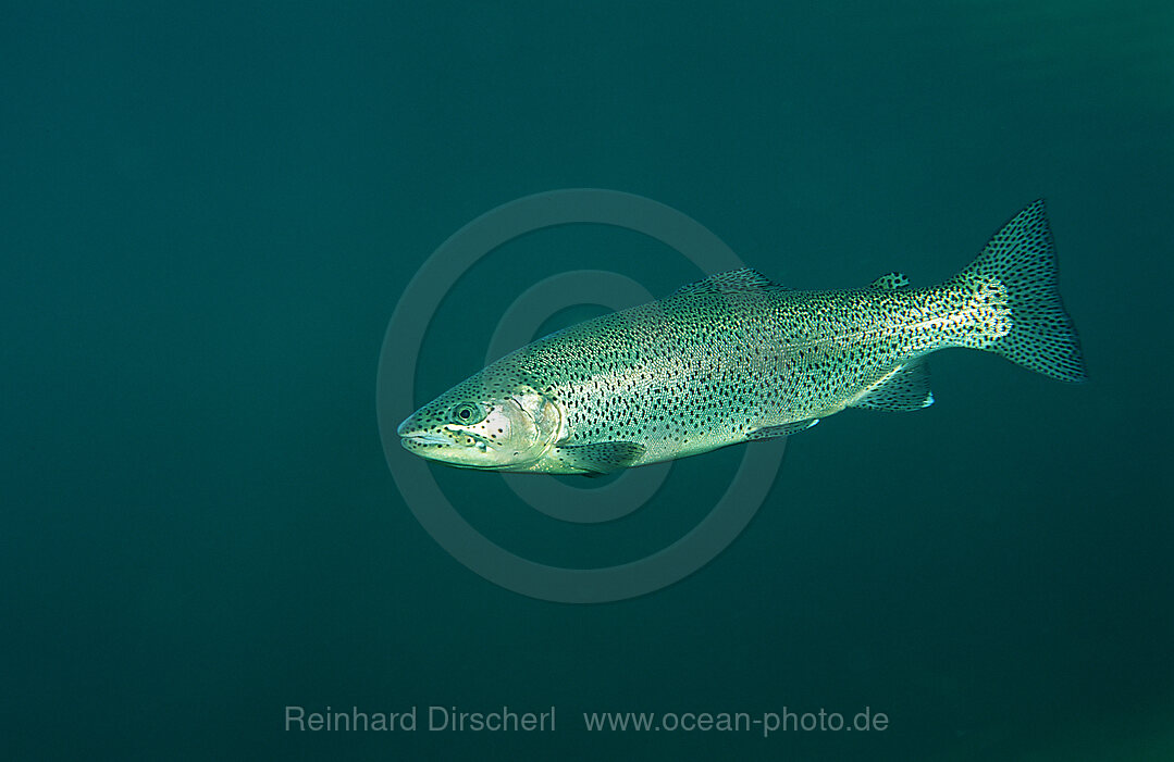 Regenbogenforelle, Oncorhynchus mykiss, Bayern, Deutschland