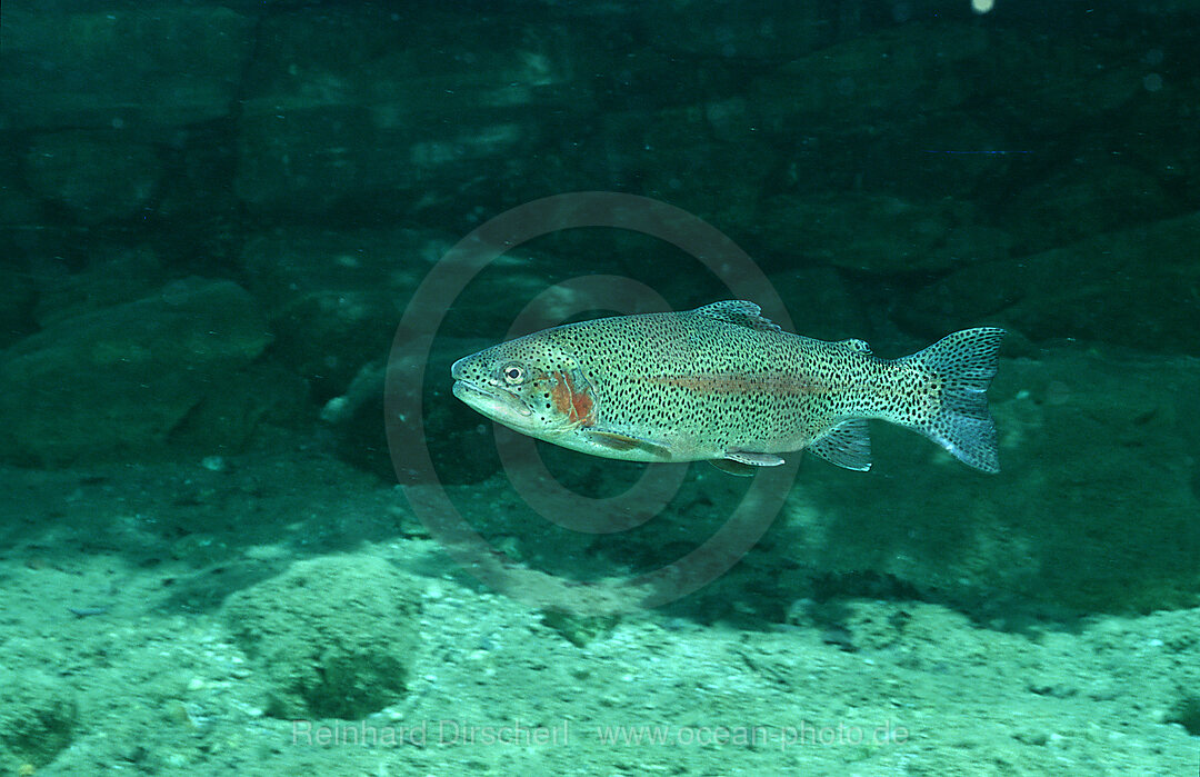 Regenbogenforelle, Oncorhynchus mykiss, Bayern, Deutschland