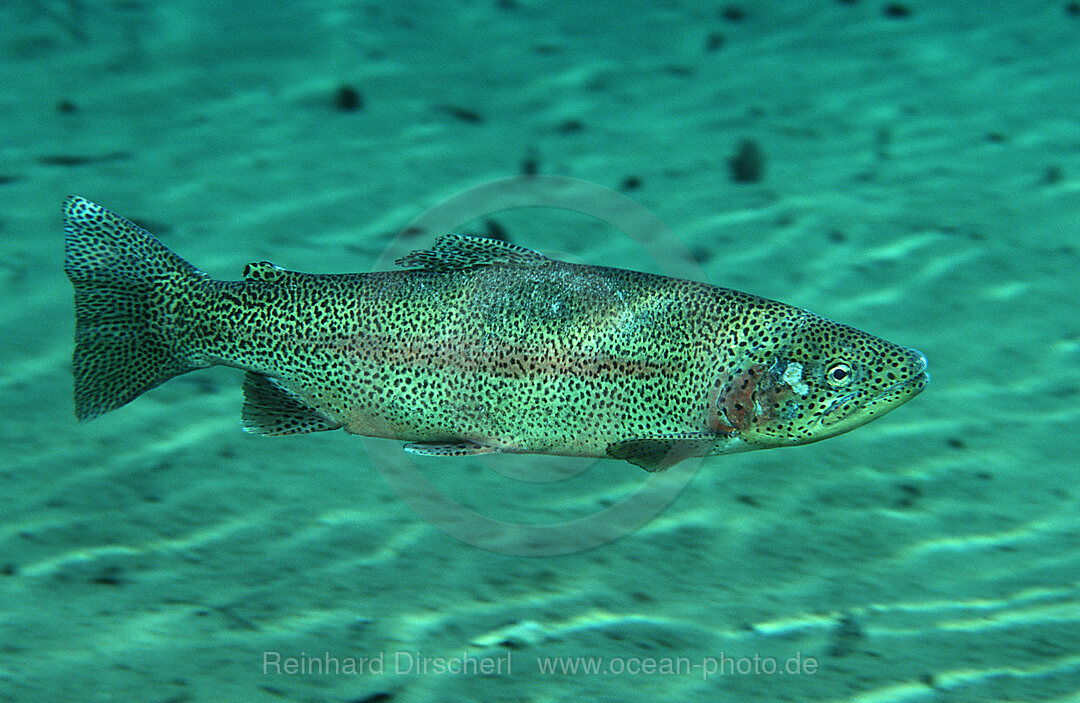 rainbow trout