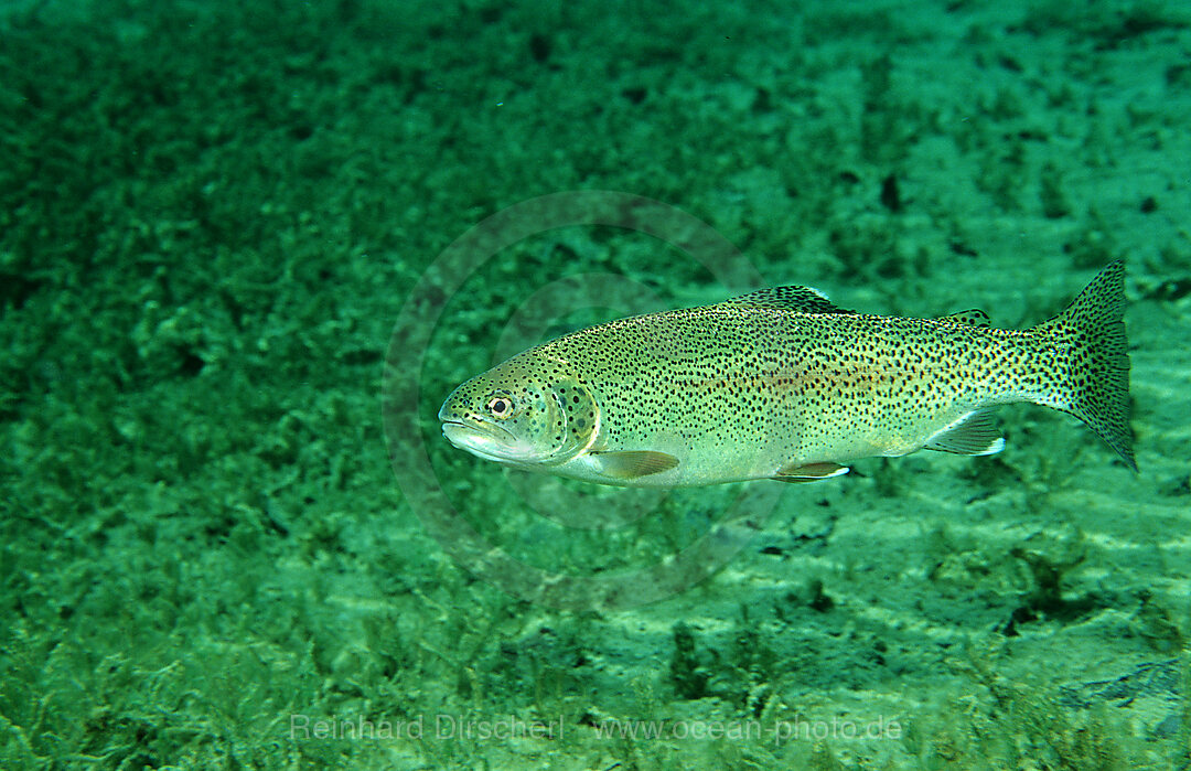 rainbow trout, Oncorhynchus mykiss, Bavaria, Germany