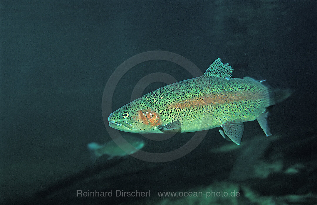 Regenbogenforelle, Oncorhynchus mykiss, Bayern, Deutschland