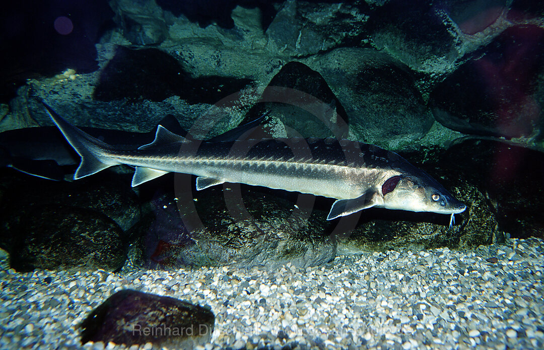 Waxdick, Russischer Stoer, Stoer, Acipenser gueldenstaedti, Acipenser gldenstaedti, Schwarzes Meer, Donau, Danube, Wolga, Rumnien, Rumaenien