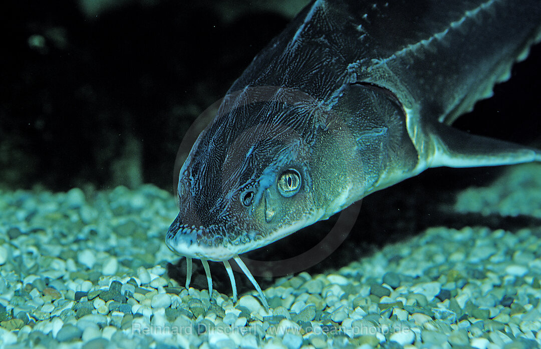 Russian sturgeon, Danube sturgeon, Osetr