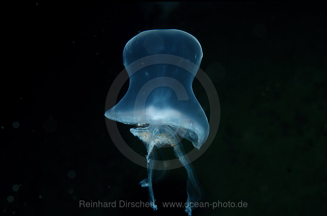 Moon Jellyfish, Aurelia aurita, Atlantic ocean, north atlantic ocean, Norway