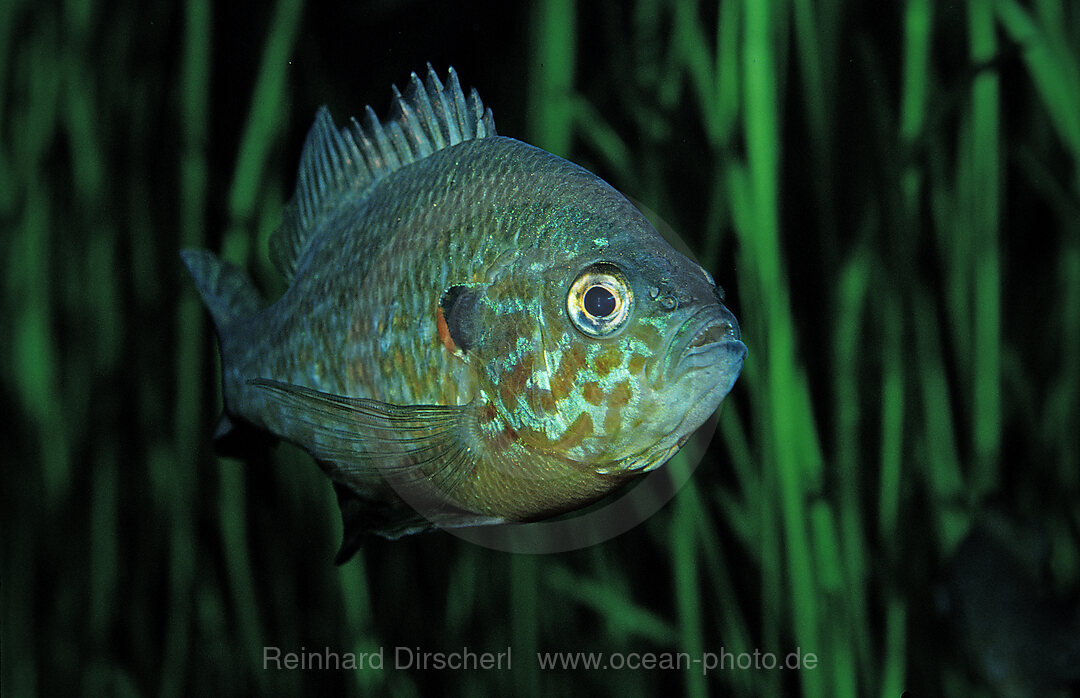 Sonnenbarsch, Lepomis gibbosus, Florida, Nordamerika, Amerika, USA