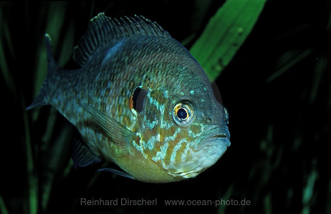 Pumpkinseed Sunfish, Pumpkinseed sunfish, Punkies, Yellow sunfish, Lepomis gibbosus, Florida, North america, america, USA