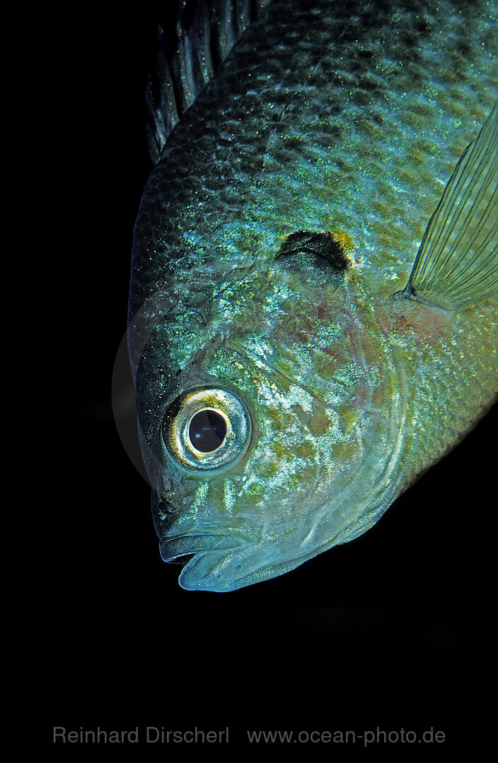 Sonnenbarsch, Lepomis gibbosus, Florida, Nordamerika, Amerika, USA