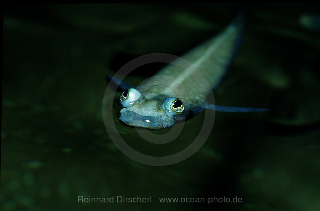 Vierauge, Vieraugenfisch
